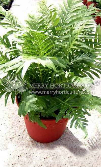 Blechnum Gibbum (150 Pot)